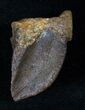 Large Unworn Triceratops Tooth Crown - #13930-1